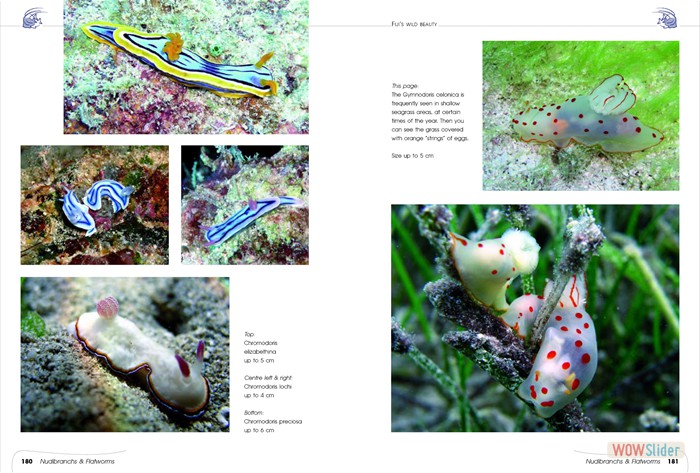FijisWildBeauty_sites14