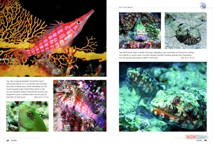 FijisWildBeauty_sites4